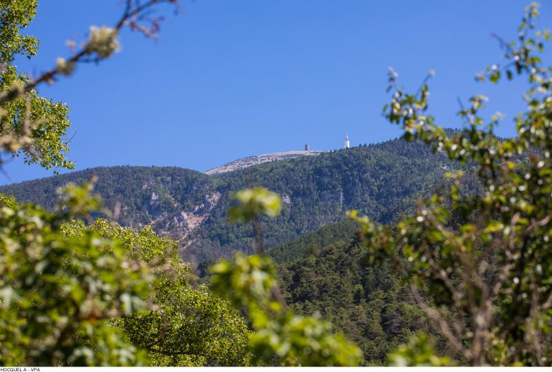 GR® de Pays: Around the Ventoux Massif – Circular hike to the summit of Mont Ventoux à Sault - 1