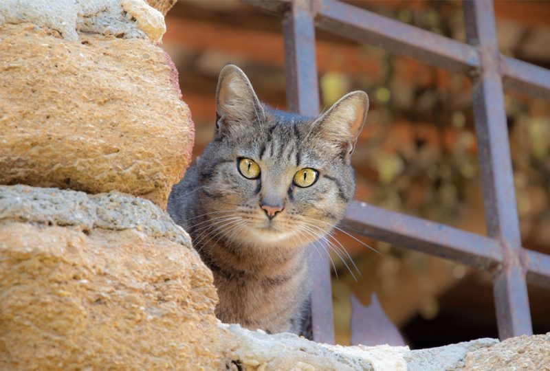 L’Heure Bleue – Reinette à Mirabel-aux-Baronnies - 0