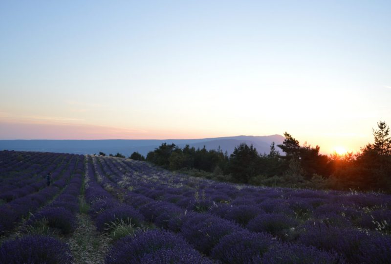 Ho ! Bouquet de Lavande, visit to a lavender farmer à Ferrassières - 8