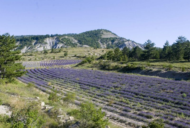 Les deux châteaux à Montbrun-les-Bains - 0