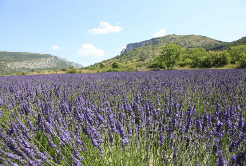 Le Fort de Mévouillon à Mévouillon - 0