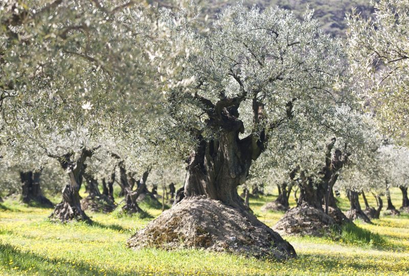 Le sentier des oliviers de Nyons à Nyons - 0