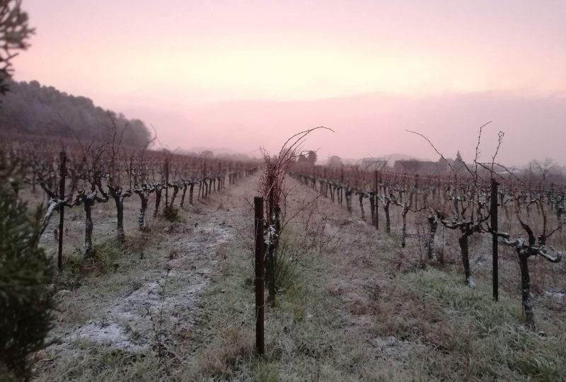 Week-end Truffes et Vins au Château Montplaisir à Valréas - 6