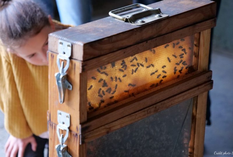 A la découverte des abeilles à Buis-les-Baronnies - 0