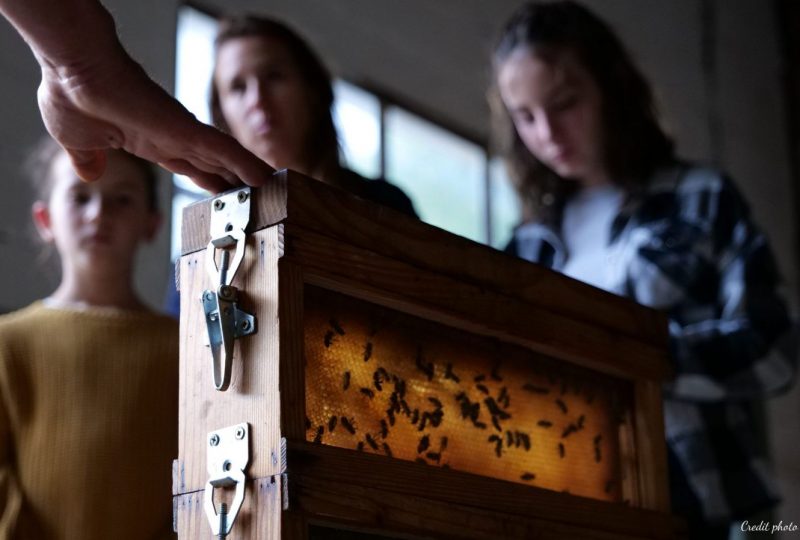 A la découverte des abeilles à Buis-les-Baronnies - 1