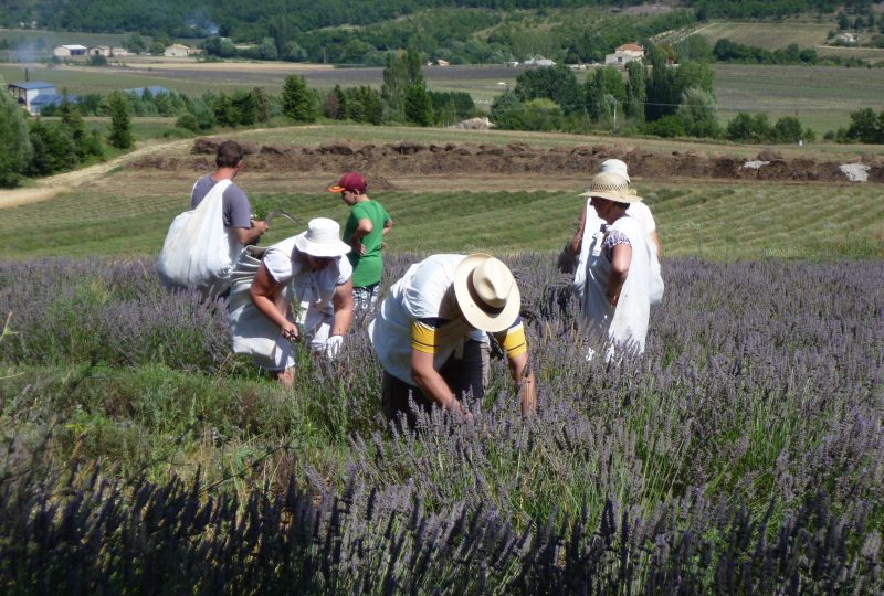 Sortie Lavande dans la peau d’un lavandier à Montbrun-les-Bains - 0