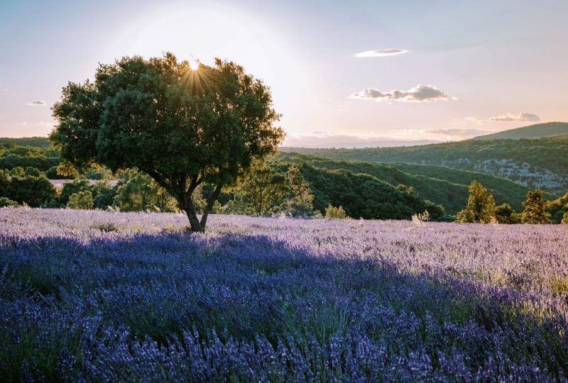 Parenthèse Ardéchoise à Montélimar - 0