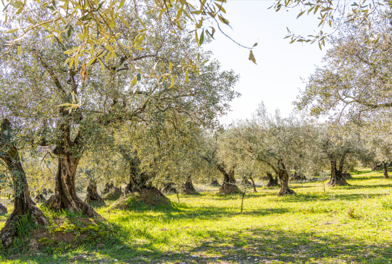 Sous l’olivier, la vigne à Nyons - 1