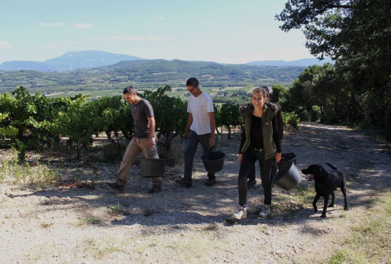 Les vins remarquables – Baronnies en Drôme Provençale à Nyons - 0