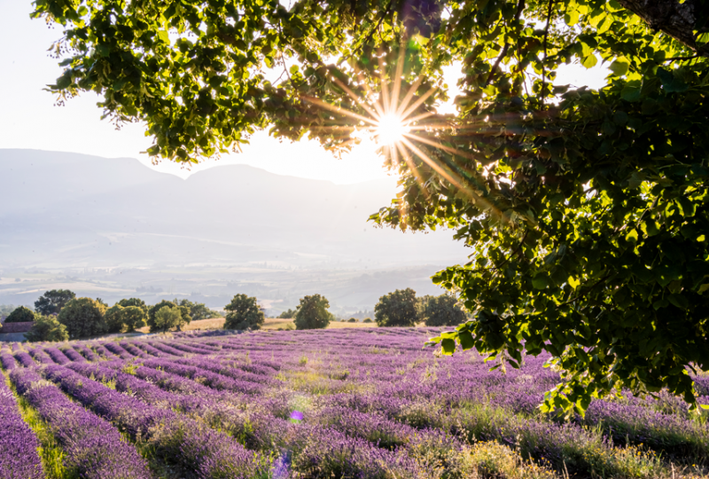 Les secrets de la Drôme Provençale à pied – Baronnies en Drôme Provençale à Buis-les-Baronnies - 1