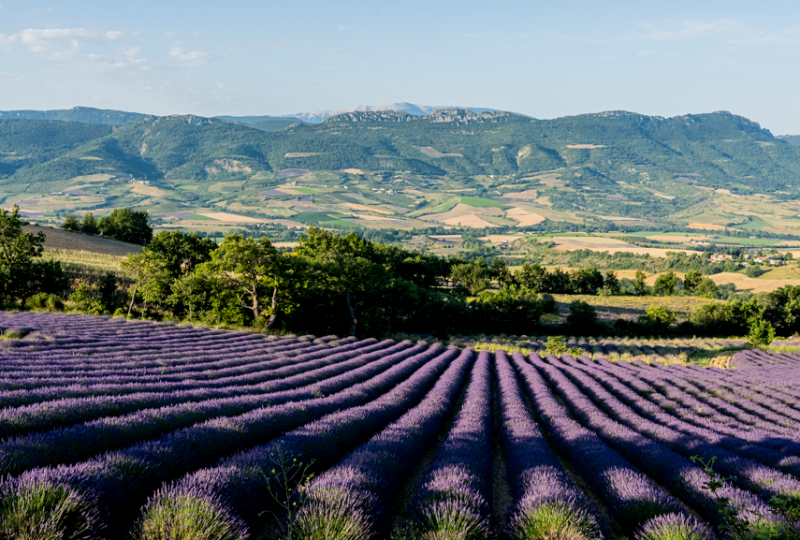 Plants & Wellness : Buis-les-Baronnies / Montbrun-les-Bains à Buis-les-Baronnies - 2