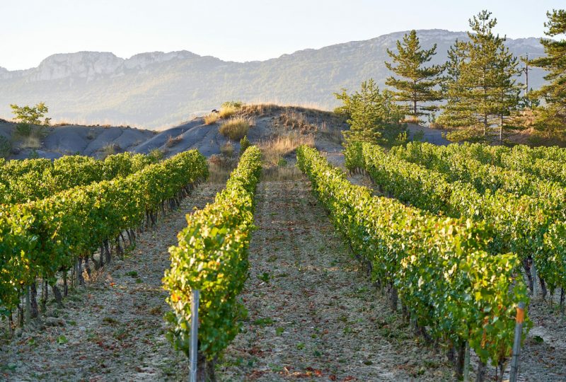 Sous l’olivier, la vigne à Nyons - 3