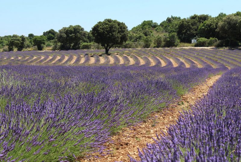 Maison de la Lavande Ardèche / Producer-Distiller & Museum à Saint-Remèze - 5