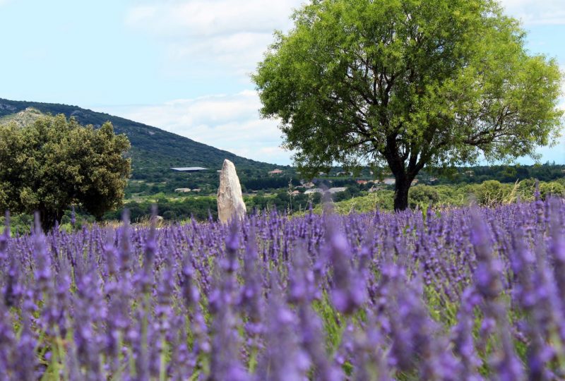 Maison de la Lavande Ardèche / Producer-Distiller & Museum à Saint-Remèze - 6