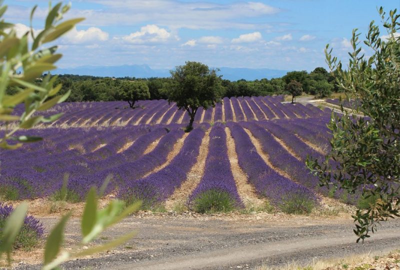 Maison de la Lavande Ardèche / Producer-Distiller & Museum à Saint-Remèze - 7