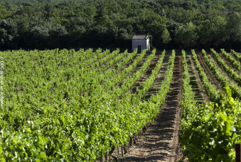 “Vineyards and Sheds” mountain bike trail à Grignan - 0