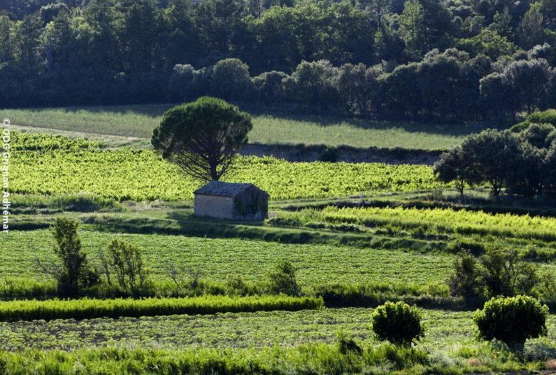 “Vineyards and Sheds” mountain bike trail à Grignan - 1