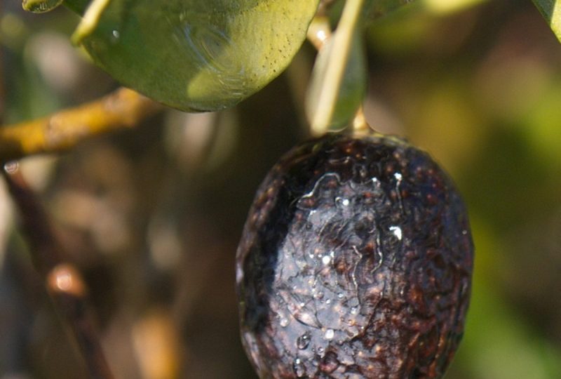 Olive et huile en fête à Buis-les-Baronnies - 0