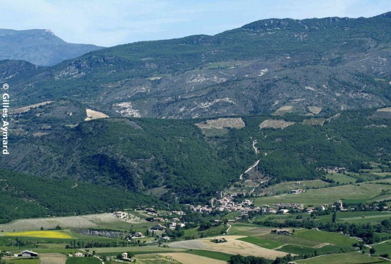 Abricots et vignes à Buis-les-Baronnies - 2