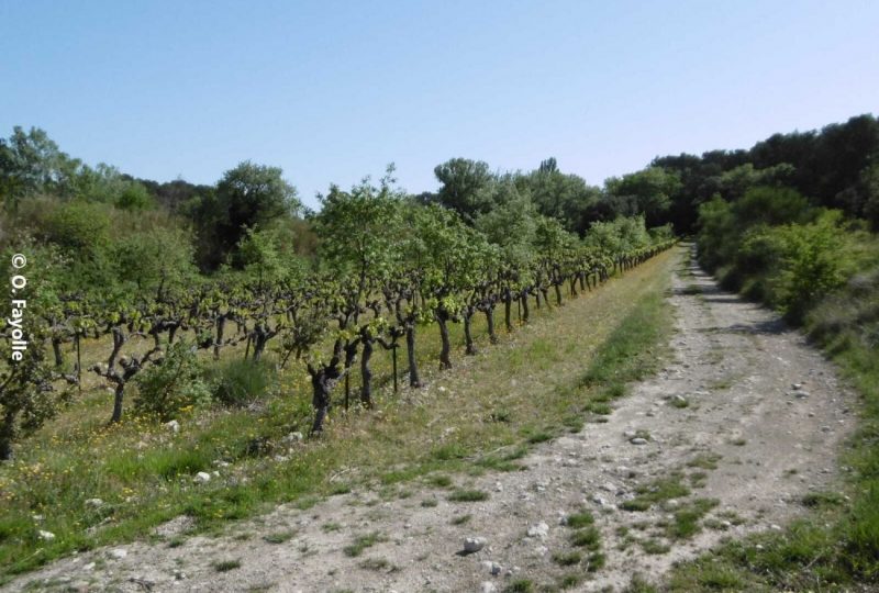 Les carrières de Sainte Juste à Saint-Paul-Trois-Châteaux - 0