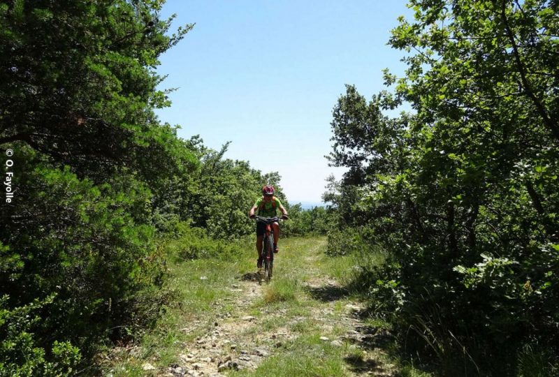 Les bois de la Garde à La Garde-Adhémar - 0