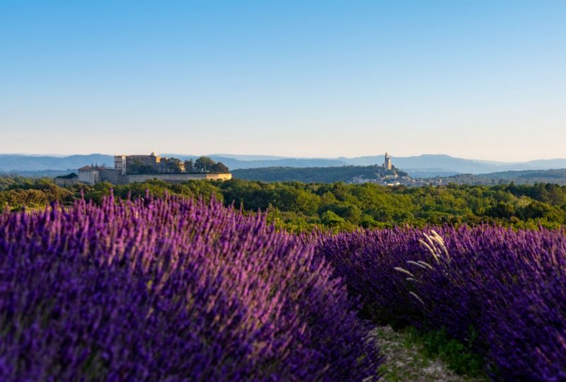 The elegance of Provençal Lavender à Grignan - 3