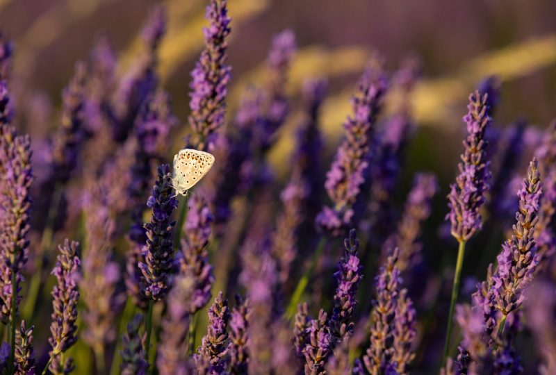 The elegance of Provençal Lavender à Grignan - 5