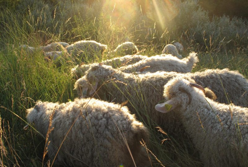 Mohair du Moulin à Saint-Sauveur-Gouvernet - 0