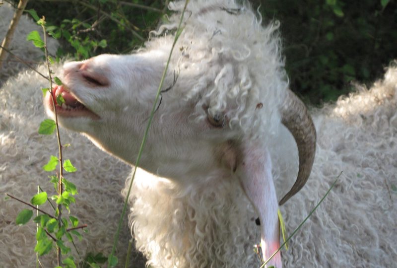 Mohair du Moulin à Saint-Sauveur-Gouvernet - 1