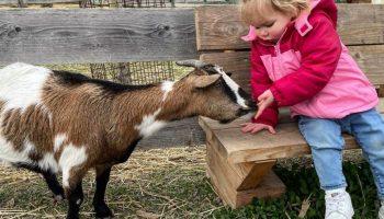 Farm: Au bonheur des animaux_La Garde-Adhémar