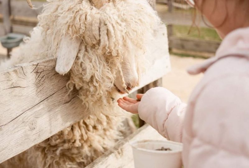 Farm: Au bonheur des animaux à La Garde-Adhémar - 7