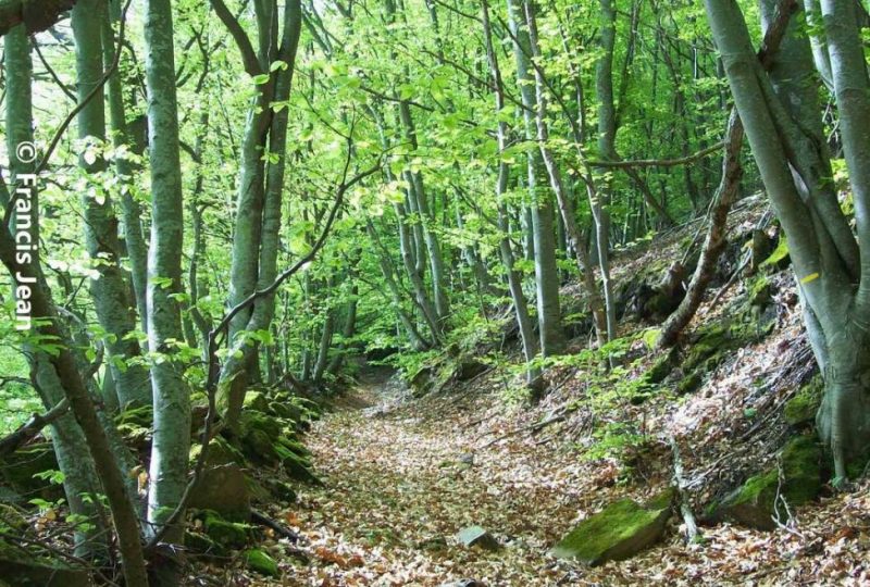 La Draille des chèvres à Rochebaudin - 1