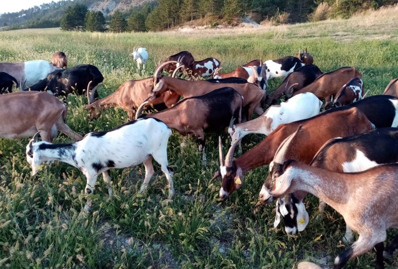 La Ferme de Coucou à Arpavon - 0