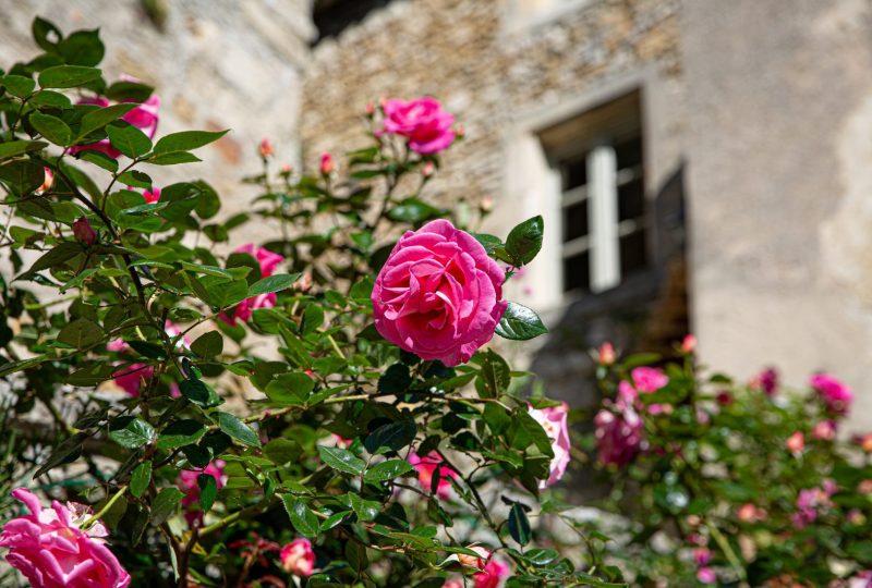 Histoires de Roses à Grignan - 3