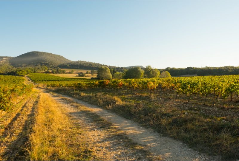 Entre Vignes & Saveurs à Grignan - 0