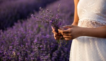 The elegance of Provençal Lavender_Grignan