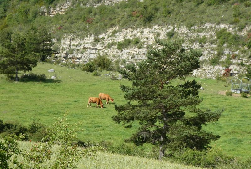 Tour du Riable à Lachau - 2