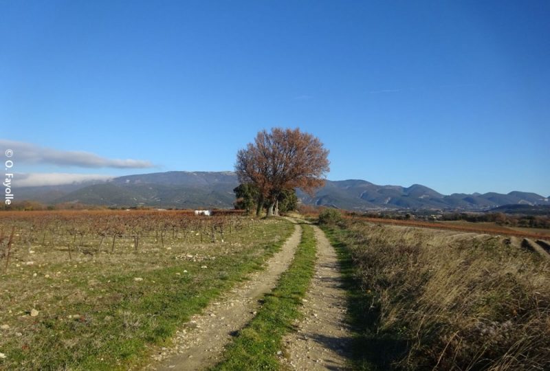 Sentier VTT Le Chemin des Invasions – 10 à Taulignan - 1