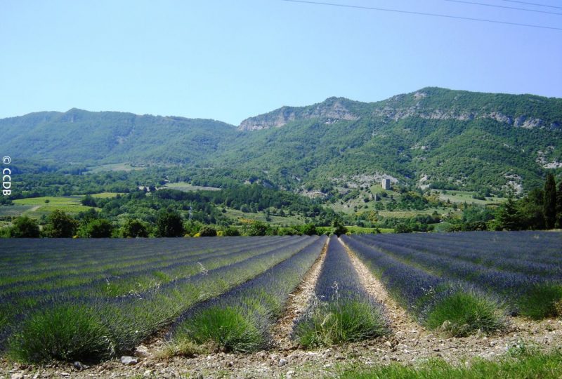 Les ruines de Béconne à Dieulefit - 2