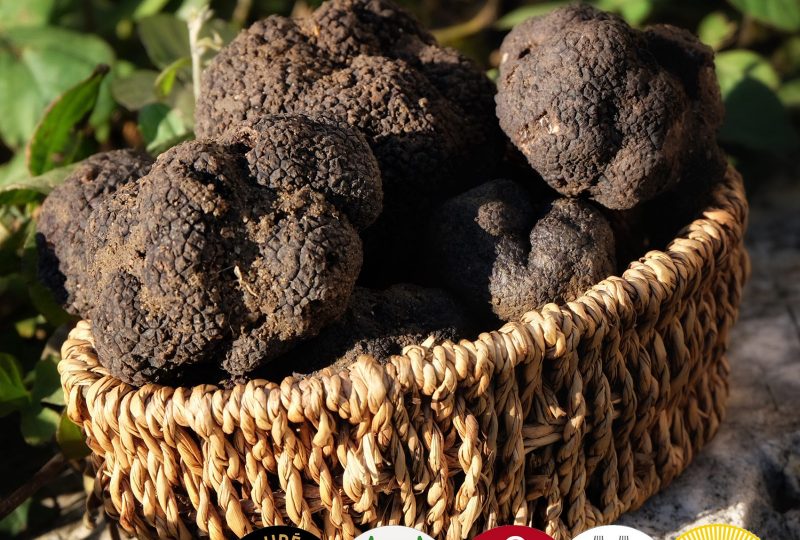 Découverte de la truffe à Grignan à Grignan - 0