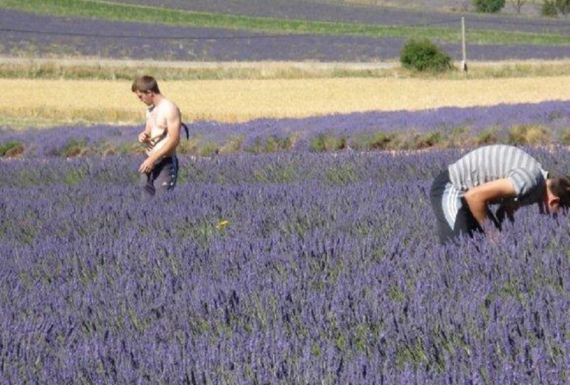 Ho ! Bouquet de Lavande, visit to a lavender farmer à Ferrassières - 1