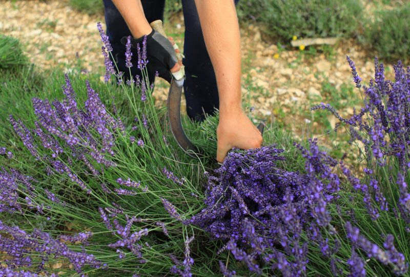 Ho ! Bouquet de Lavande, visit to a lavender farmer à Ferrassières - 2