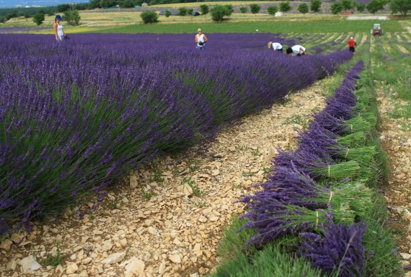 Ho ! Bouquet de Lavande, visit to a lavender farmer à Ferrassières - 3