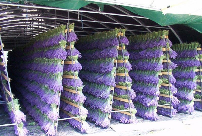 Ho ! Bouquet de Lavande, visit to a lavender farmer à Ferrassières - 5