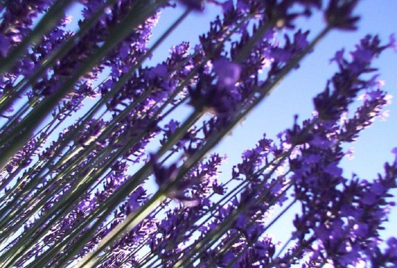 Ho ! Bouquet de Lavande, visit to a lavender farmer à Ferrassières - 9